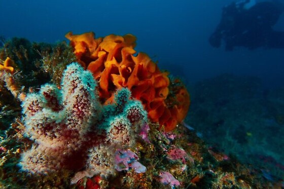 Exploração Subaquática para Mergulhadores Certificados | Anthia Diving Center, Sesimbra (Setúbal)