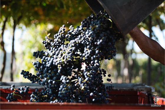 Uma visita guiada à Adega com prova de vinhos para 2 em Adega Cooperativa de Sabrosa em Sabrosa (Vila Real)