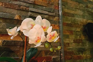 Massagem com ervas para 1 by Sukkee Thai SPA nas Avenidas Novas (Lisboa)