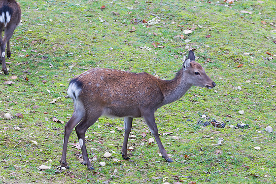 Domaine de la Dombes - photo 1