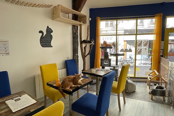 Troyes petits chats - photo 6