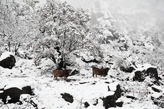 Estadia com piquenique e atividades no Gerês | Hotel Castrum Villae - Castro Laboreiro