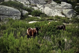 Estadia com piquenique e atividades no Gerês | Hotel Castrum Villae - Castro Laboreiro