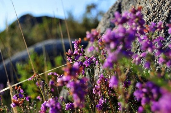 Estadia com piquenique e atividades no Gerês | Hotel Castrum Villae - Castro Laboreiro