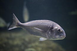 Aquarium de Paris