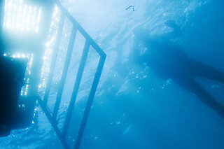 Batismo de mergulho | Para 1 - 4h | Cipreia Dive Club - Funchal