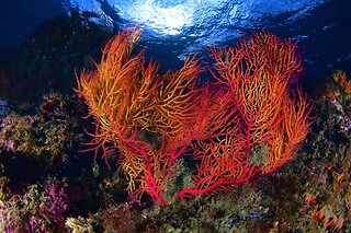 Batismo de mergulho | Para 1 - 4h | Cipreia Dive Club - Funchal