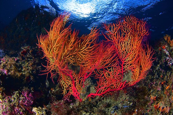 Batismo de mergulho | Para 1 - 4h | Cipreia Dive Club - Funchal
