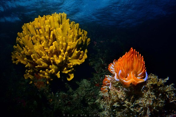 Batismo de mergulho | Para 1 - 4h | Cipreia Dive Club - Funchal