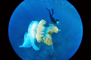 Batismo de mergulho | Para 1 - 4h | Cipreia Dive Club - Funchal