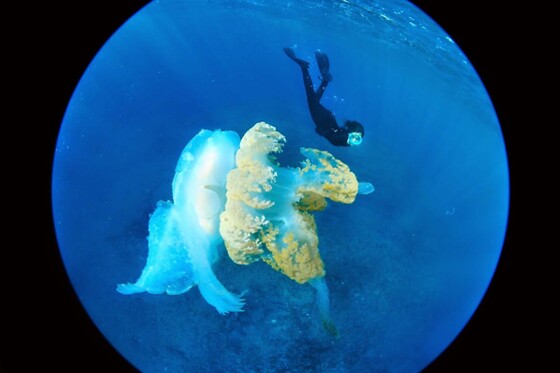 Batismo de mergulho | Para 1 - 4h | Cipreia Dive Club - Funchal