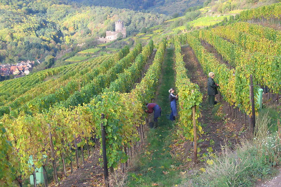 Domaine André Blanck et ses fils - photo 0