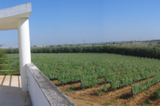 Visita à Adega + Prova de Vinhos Pinot para 2 | Quinta do Carneiro, Alenquer (Lisboa)