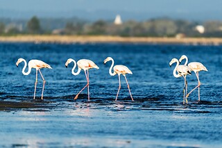 Passeio na Ria de Aveiro com a Aventuras Náuticas - Ovar | Até 7 pessoas