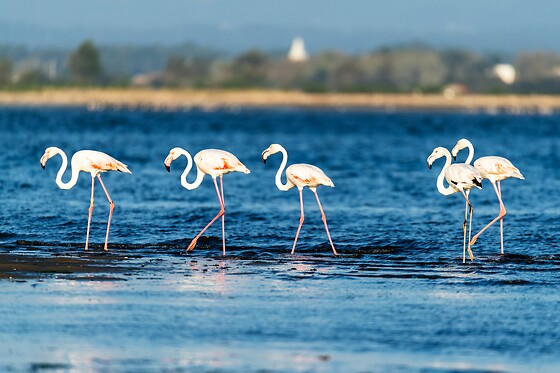 Passeio na Ria de Aveiro com a Aventuras Náuticas - Ovar | Até 7 pessoas