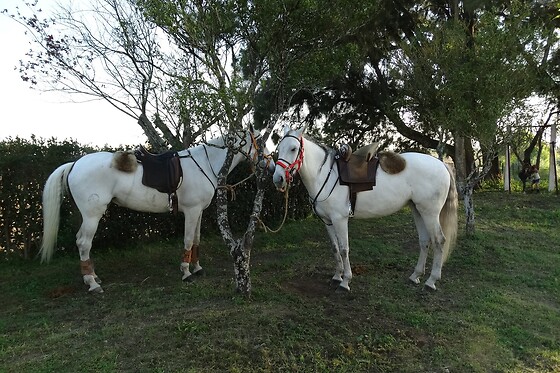 Passeio de Charrete + Batismo a Cavalo para Grupo até 5 | Coudelaria Rita Cotrim, Golegã (Santarém)