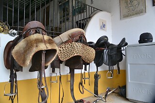 Passeio de Charrete + Batismo a Cavalo para Grupo até 5 | Coudelaria Rita Cotrim, Golegã (Santarém)