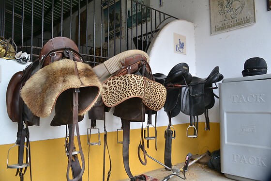 Passeio de Charrete + Batismo a Cavalo para Grupo até 5 | Coudelaria Rita Cotrim, Golegã (Santarém)