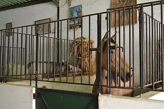 Passeio de Charrete + Batismo a Cavalo para Grupo até 5 | Coudelaria Rita Cotrim, Golegã (Santarém)