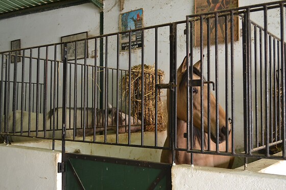 Passeio de Charrete + Batismo a Cavalo para Grupo até 5 | Coudelaria Rita Cotrim, Golegã (Santarém)