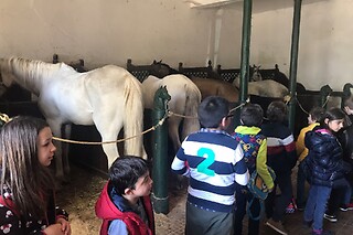 Passeio de Charrete + Batismo a Cavalo para Grupo até 5 | Coudelaria Rita Cotrim, Golegã (Santarém)