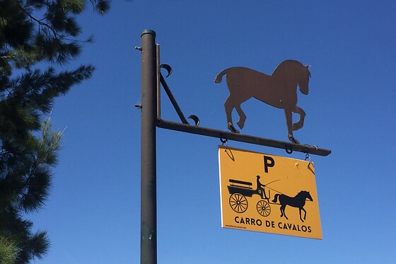 Passeio de Charrete + Batismo a Cavalo para Grupo até 5 | Coudelaria Rita Cotrim, Golegã (Santarém)