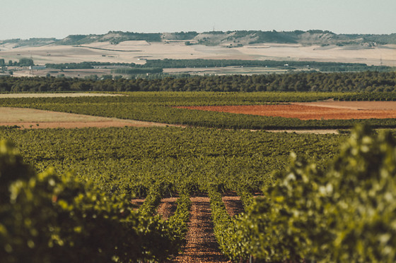 BODEGA JAVIER SANZ VITICULTOR - photo 0