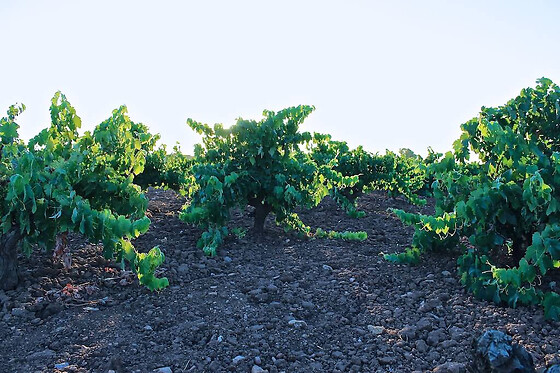 BODEGA LENEUS - photo 0
