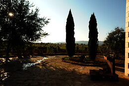 BODEGAS Y VIÑEDOS BARON D'ALBA