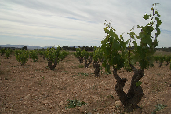 BODEGAS LUZON - photo 6