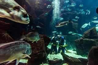 Mergulhe com tubarões e raias no Aquário da Madeira | Madeira Nature Experience - Porto Moniz