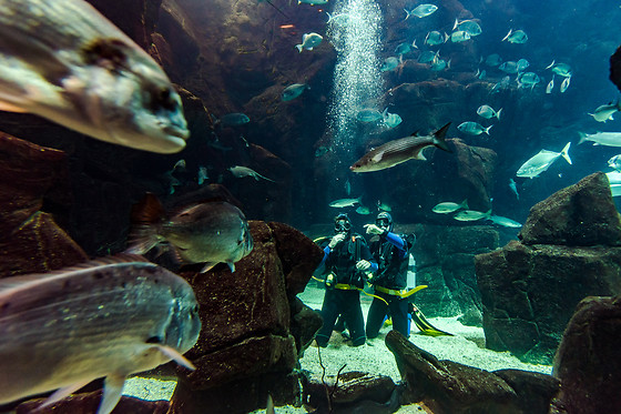 Mergulhe com tubarões e raias no Aquário da Madeira | Madeira Nature Experience - Porto Moniz