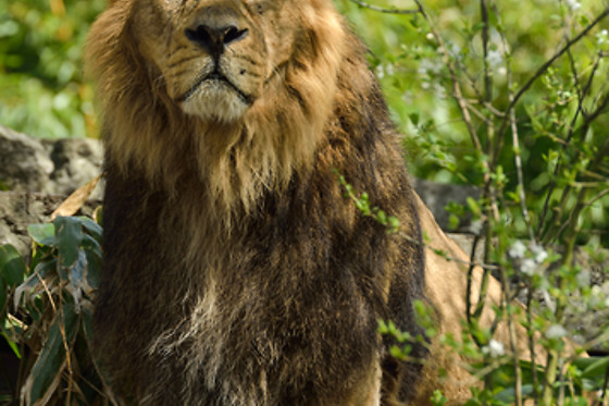 Parc zoologique de Maubeuge - photo 19