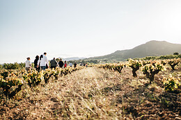 CELLER MAS VICENS
