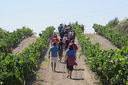 CELLER MAS VICENS