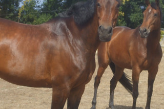 Baptismo a cavalo | 1 pessoa - 30 min | Escola Equestre de Aveiro