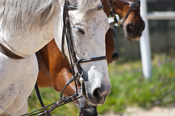 ESCOLA EQUESTRE D´AVEIRO - photo 5