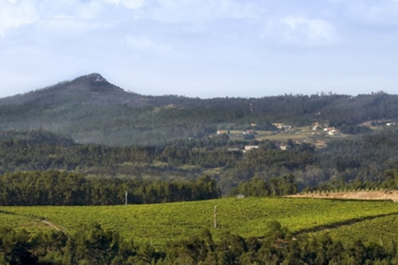 BODEGA ADEGA VALDES - photo 2