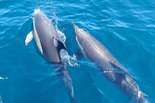 Passeio de barco com observação de golfinhos | 1 Adulto + 1 Criança - 3h | Batnavó - Sesimbra