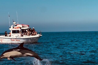 Passeio de barco com observação de golfinhos | 1 Adulto + 1 Criança - 3h | Batnavó - Sesimbra