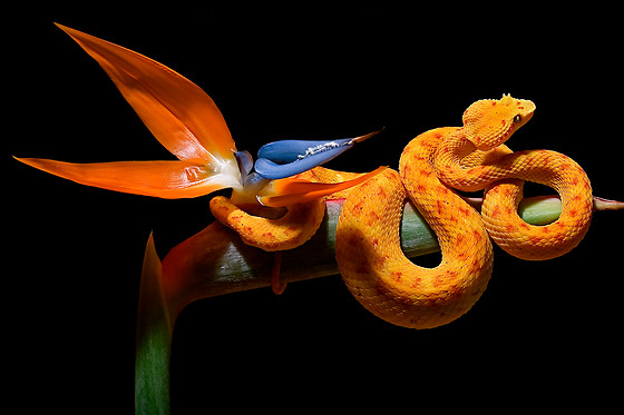 Planet Exotica - photo 10