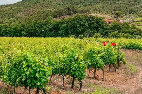 Visita guiada à Adega e Prova de vinhos para 2 na Casa Grande do Seixo - Vidago (Vila Real)