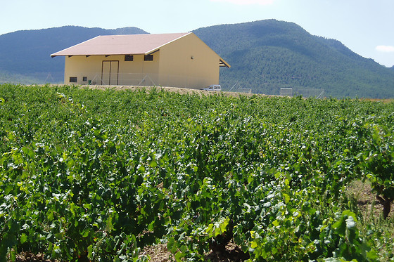 BODEGA MONASTRELL - photo 3