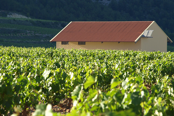 BODEGA MONASTRELL - photo 1