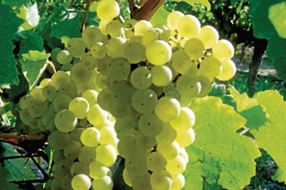 BODEGAS RENALTERRA - photo 0