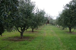 Quinta do Tapado
