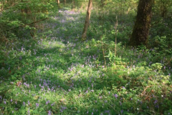 The Little Paradise - photo 6