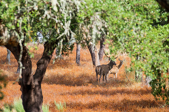 Visita à Herdade de Coelheiros (Arraiolos)