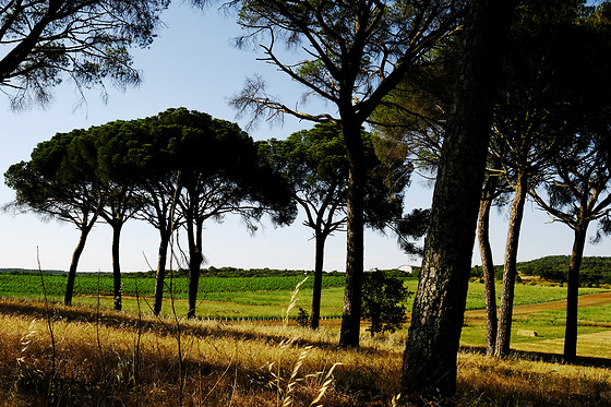 Visita à Herdade de Coelheiros (Arraiolos)