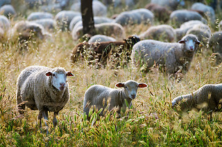 Visita à Herdade de Coelheiros (Arraiolos)